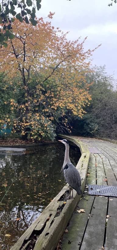 Preview of Nature in the city