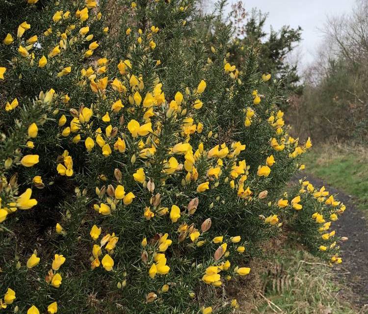 Preview of Coombeswood Nature Reserve