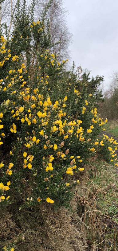 Preview of Coombeswood Nature Reserve