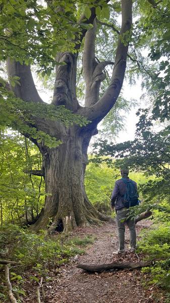 Preview of The Giant Beech, Roots & Views Walk