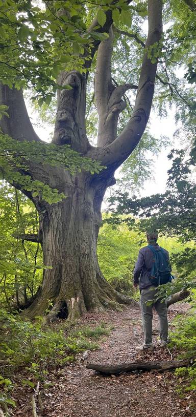 Preview of The Giant Beech, Roots & Views Walk