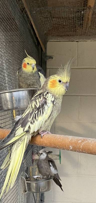 Preview of The Burgh Primary Nature Hunt