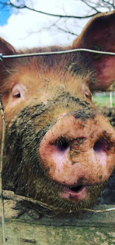 Preview of A secret woodland trail for kids