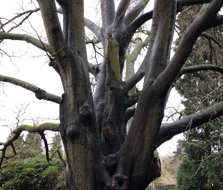 Preview of Pootle round Combe Wood