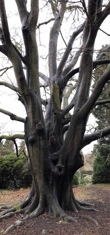 Preview of Pootle round Combe Wood