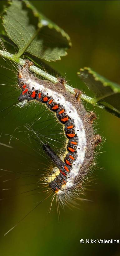 Preview of The Caterpillar Crawl