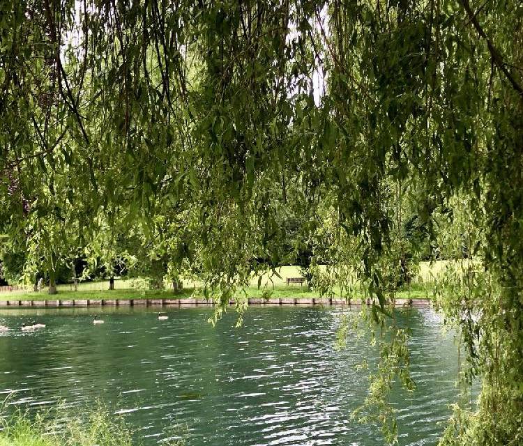 Preview of Beddington Park Life Adventures
