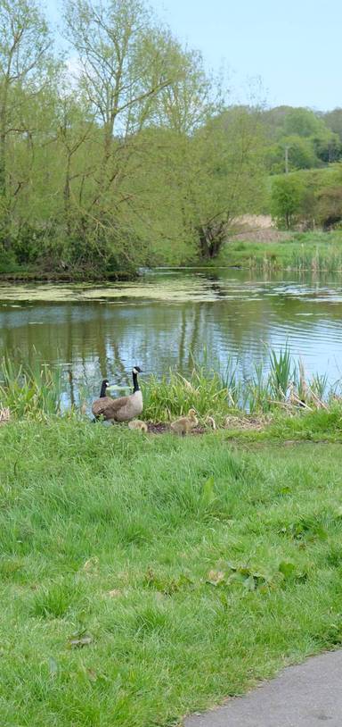 Preview of The Orbital at Salary Brook