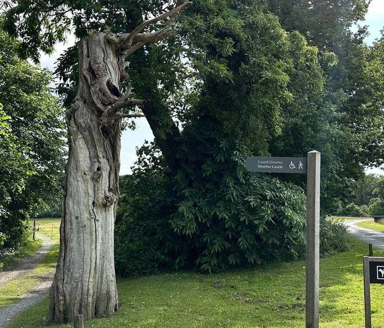 Preview of Llandeilo to Dinefwr Park Step Free