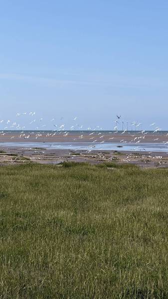 Preview of Queens Park & Meols Parade Walk