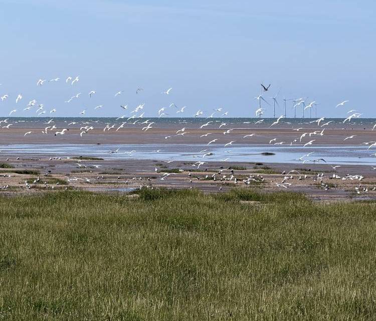 Preview of Queens Park & Meols Parade Walk
