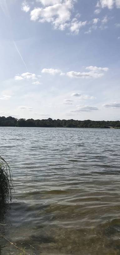 Preview of Flora and fauna at Frensham Pond.