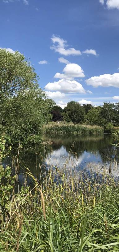 Preview of Lunchtime Stroll in Regents Park