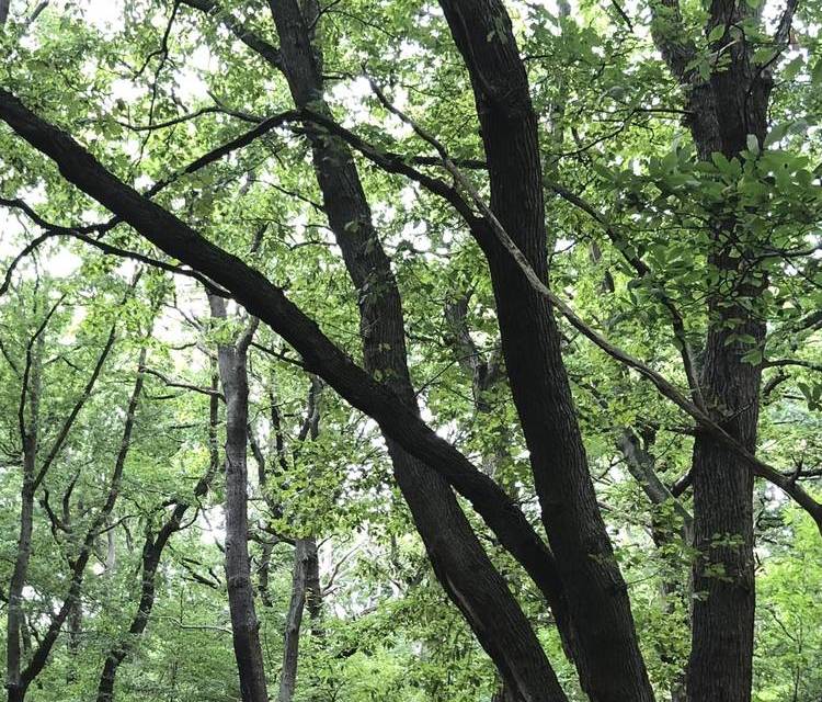 Preview of Green Chain Walk Section 9B