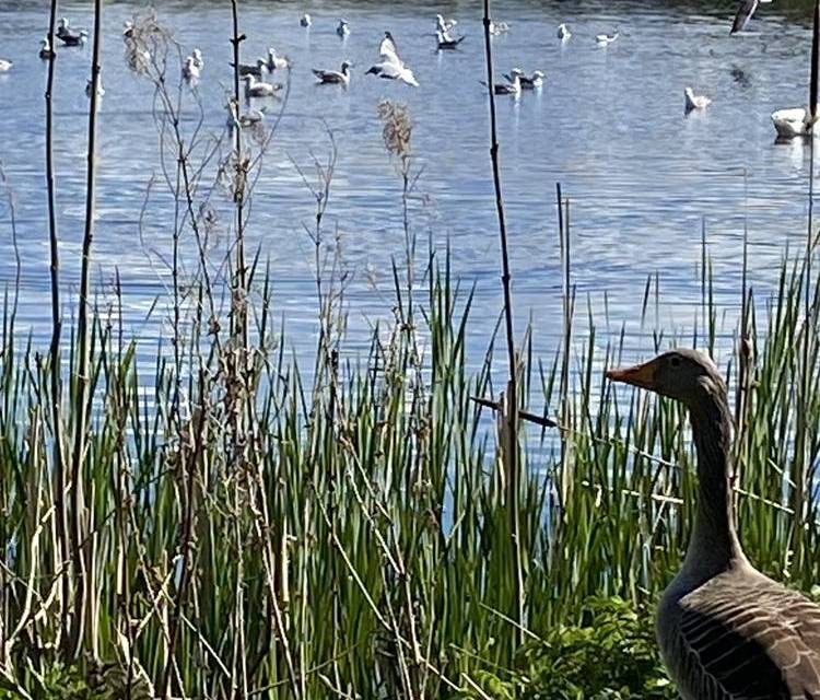 Preview of Lurgan Park family nature walk