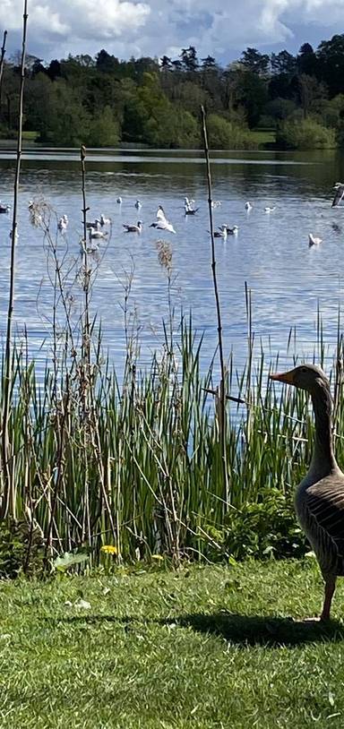 Preview of Lurgan Park family nature walk
