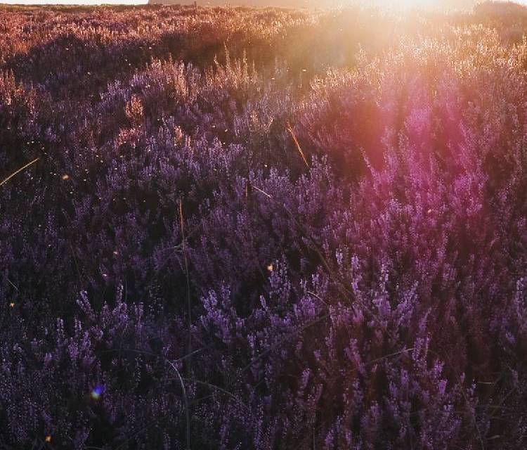 Preview of Heather on Higger Tor