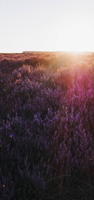 Preview of Heather on Higger Tor