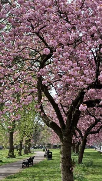Preview of Balsall Heath Blossom Walk