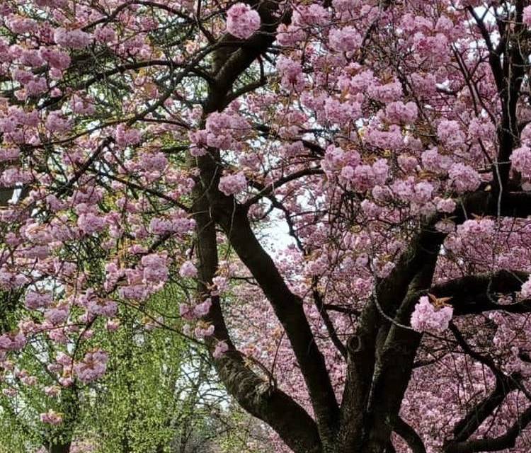 Preview of Balsall Heath Blooming Trail