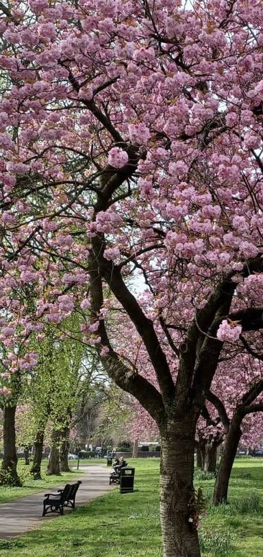 Preview of Balsall Heath Blossom Walk