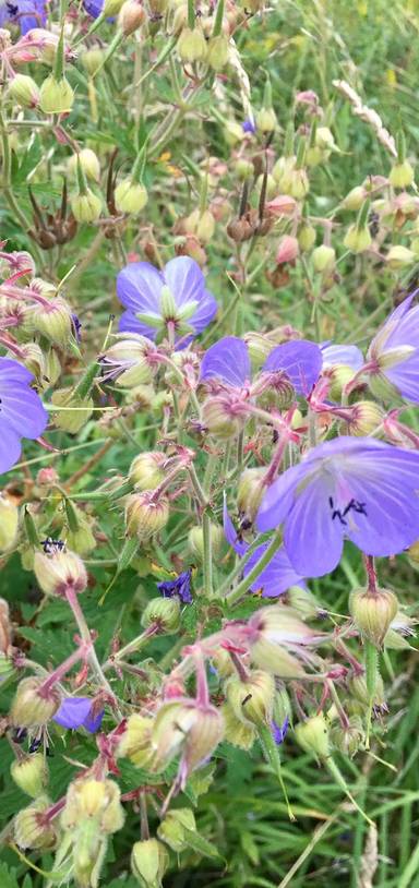 Preview of Seears Park