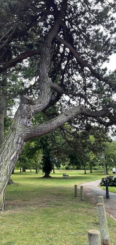 Preview of Nicholas Everitt Scavenger Hunt