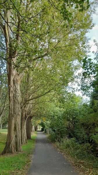 Preview of Pinehurst Tree Trail, Swindon
