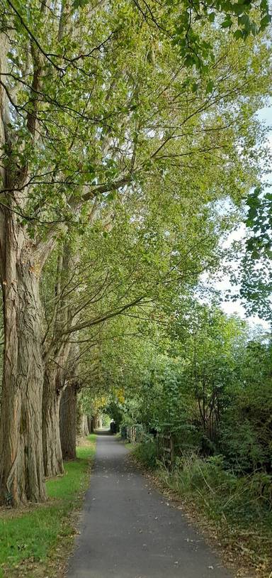 Preview of Pinehurst Tree Trail, Swindon