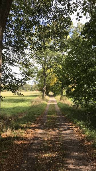 Preview of Strolling Tinnerö Oak Reserve