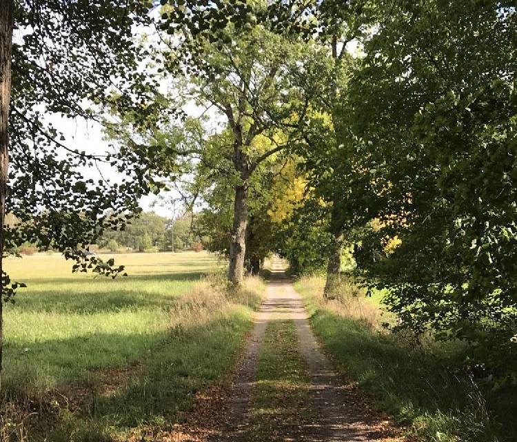 Preview of Strolling Tinnerö Oak Reserve