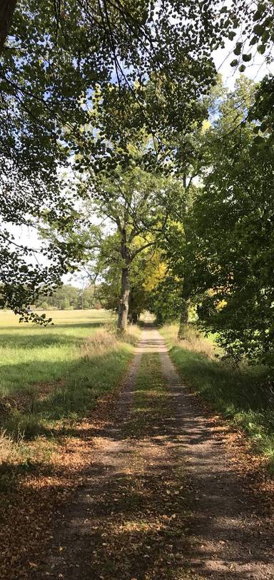 Preview of Strolling Tinnerö Oak Reserve