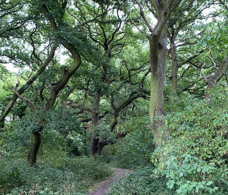 Preview of Tooting Common Nature Walk