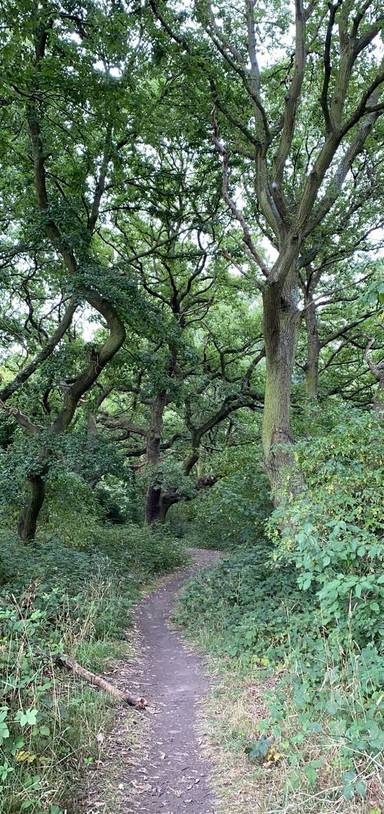 Preview of Tooting Common Nature Walk