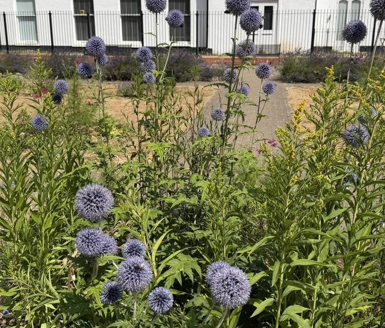 Preview of Erdington & Rookery Park Trail