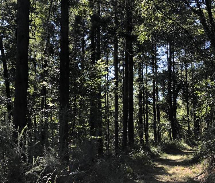 Preview of Off the beaten track with wildlife
