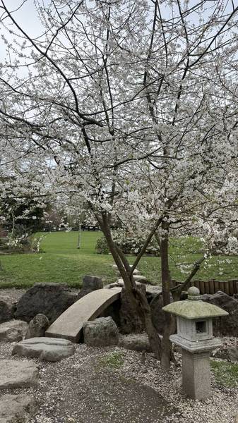 Preview of Saltwell Park Blooming Trail