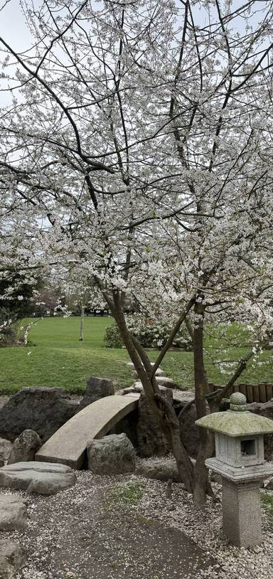 Preview of Saltwell Park Blooming Trail