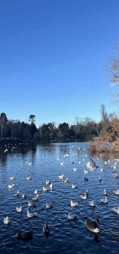 Preview of Kelsey Park & Harvington Wood Loop