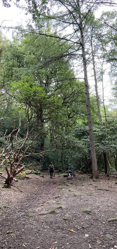 Preview of The Hollies Adventure Challenge