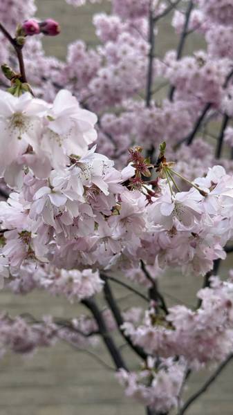 Preview of Swindon Blooming Trail