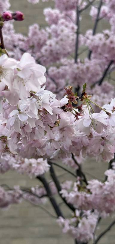 Preview of Swindon Blooming Trail