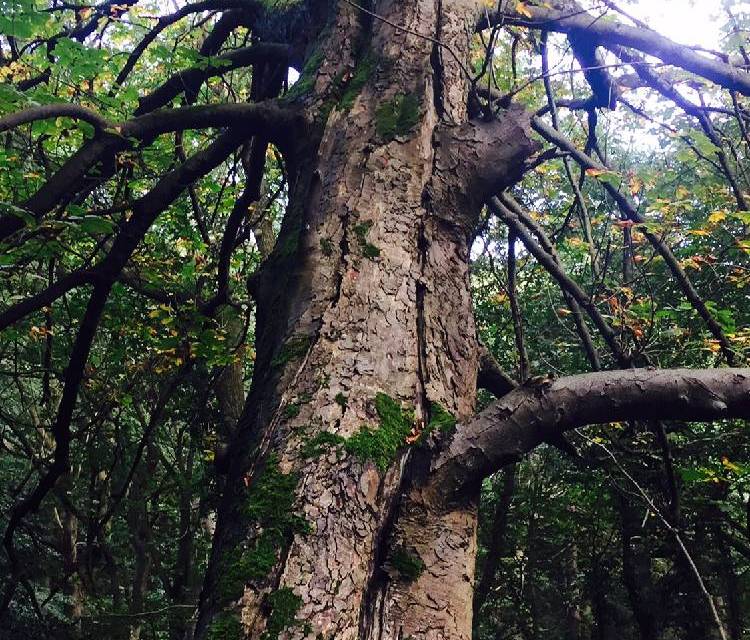 Preview of Tracks through an ancient woodland