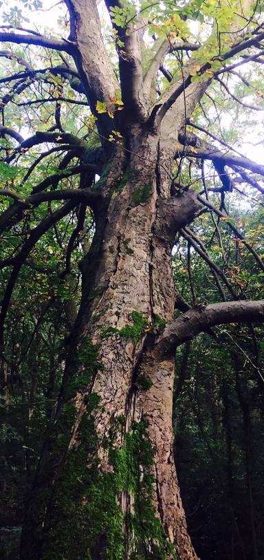 Preview of Tracks through an ancient woodland