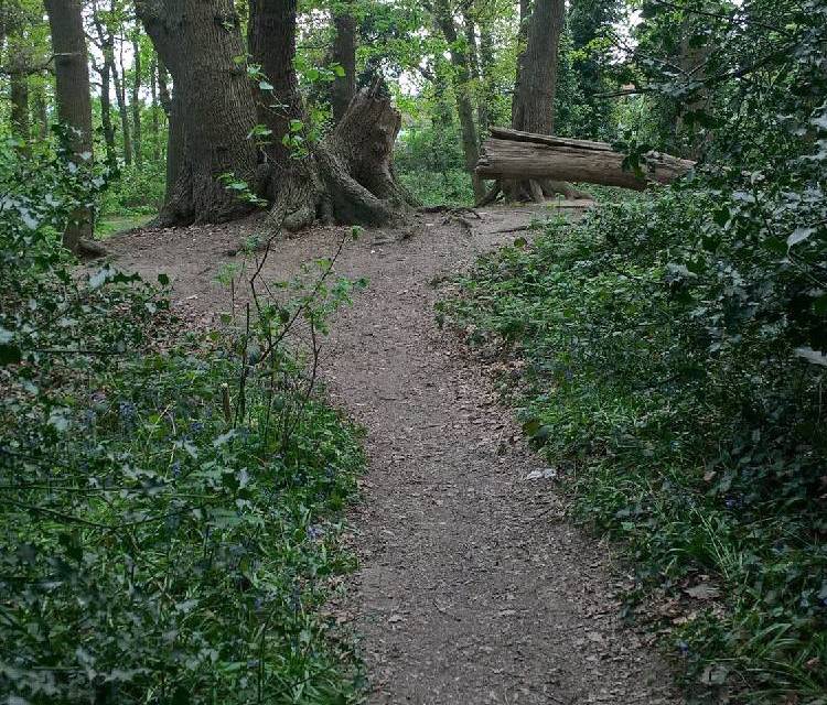 Preview of Great North Wood part 2
