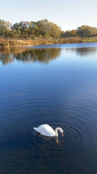 Preview of Stanwick Lakes: Solstice Lake Walk