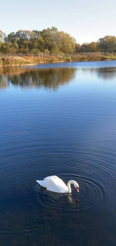 Preview of Stanwick Lakes: Solstice Lake Walk