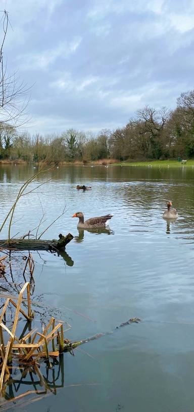 Preview of Todd Brook Path to Netteswell Pond 