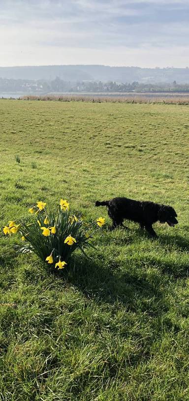 Preview of Arlingham on the Severn Way