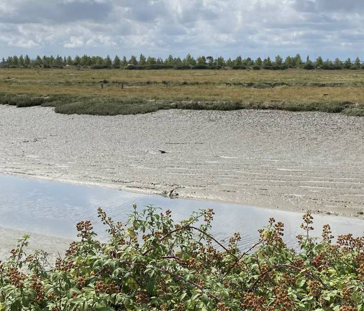 Preview of Thames Estuary Path Section 4